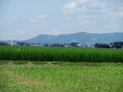 田園