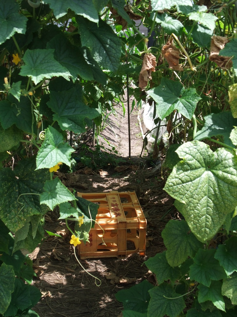 きゅうりと作業台