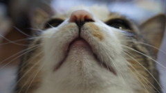 見上げてごらん