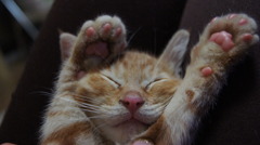 ふにゃふにゃ