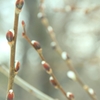 芽吹きの朝