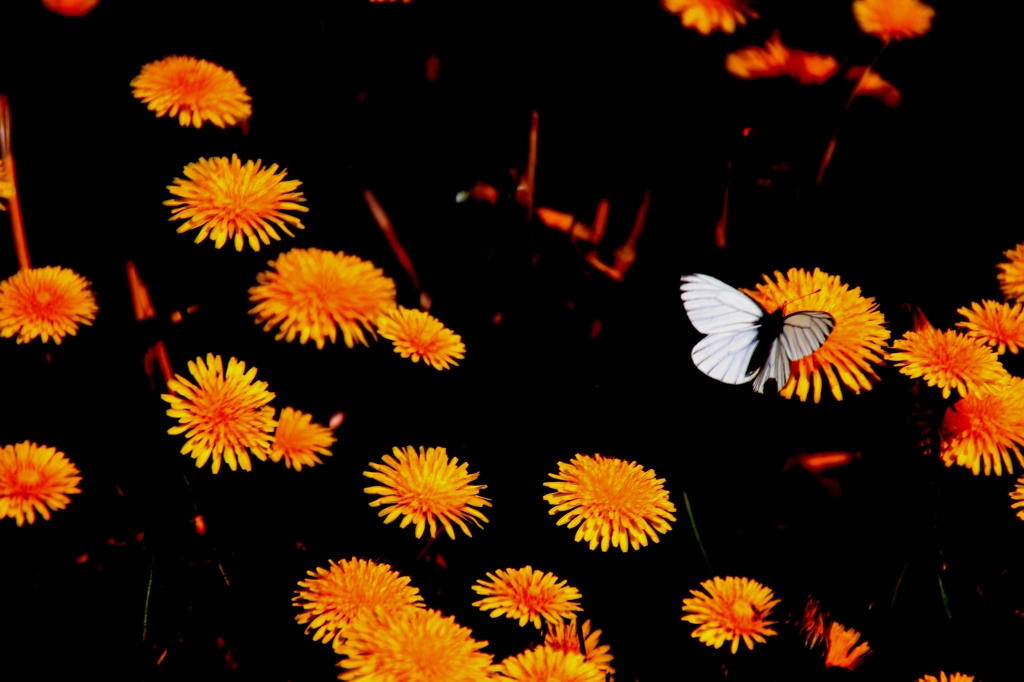 dandelion walker