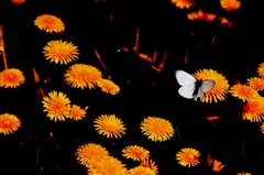 dandelion walker