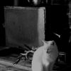 ストーブと猫　Ⅰ
