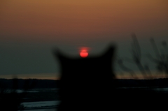 猫頭落日