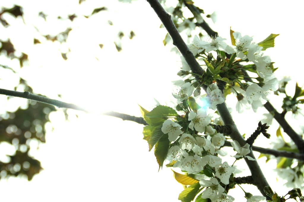 Cherry flower
