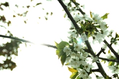 Cherry flower