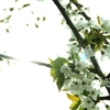 Cherry flower