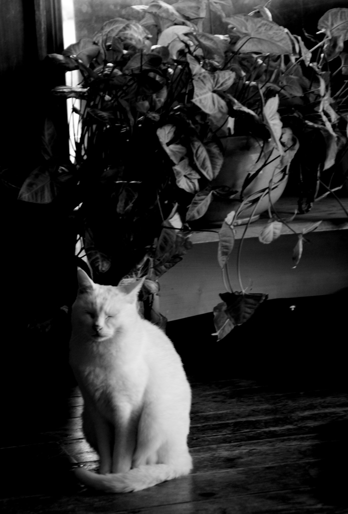 眠り猫（立姿）