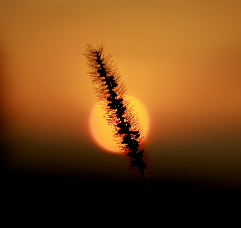 夕焼けじゃらし
