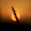 夕焼けじゃらし
