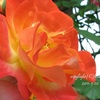 IMG_0791