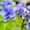 アジサイblue