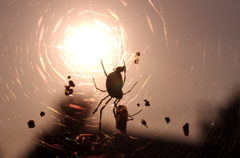 蜘蛛と太陽