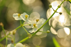 田んぼの花