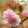八重桜