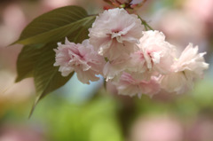 八重桜