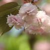 八重桜