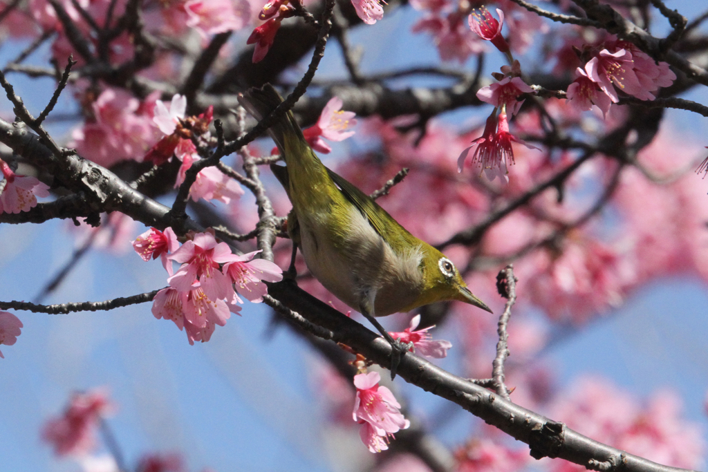 梅の花にめじろ