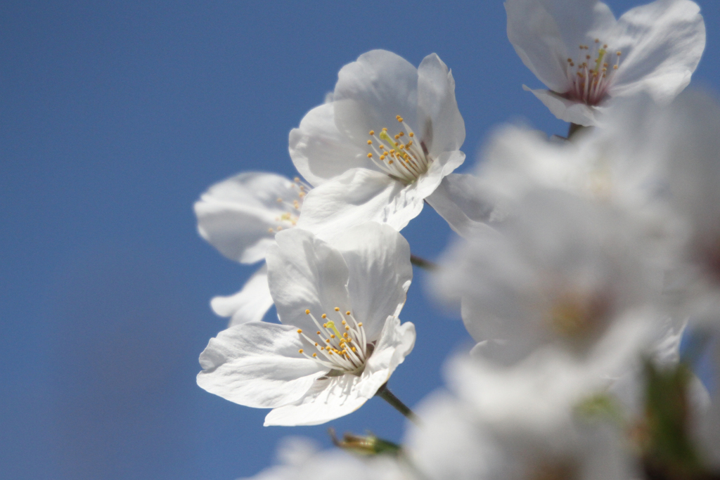 青空の桜