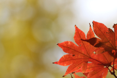 紅葉鎌倉