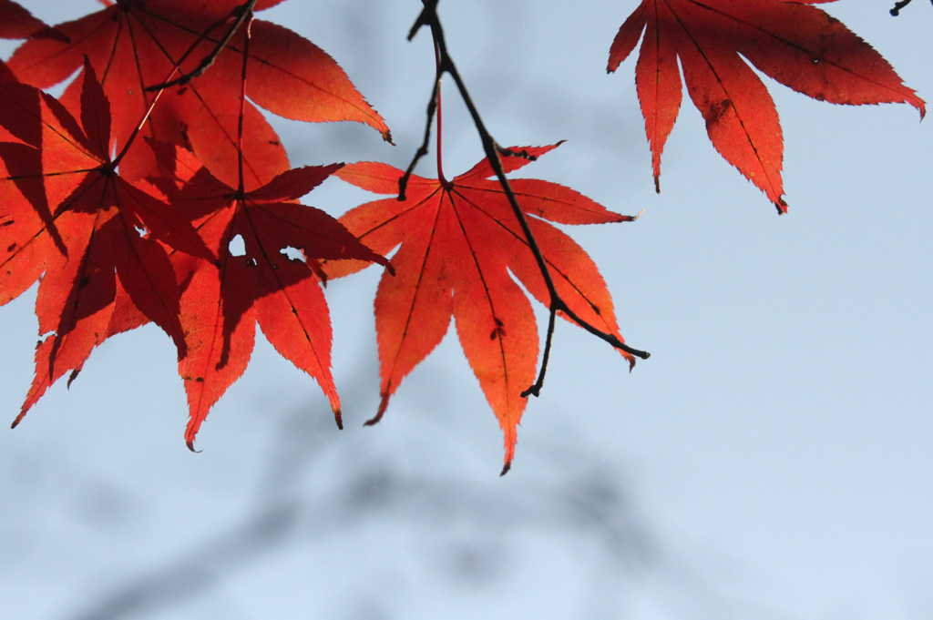 紅葉2020