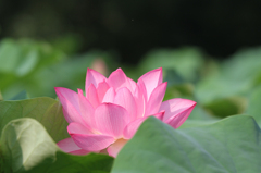 大賀蓮