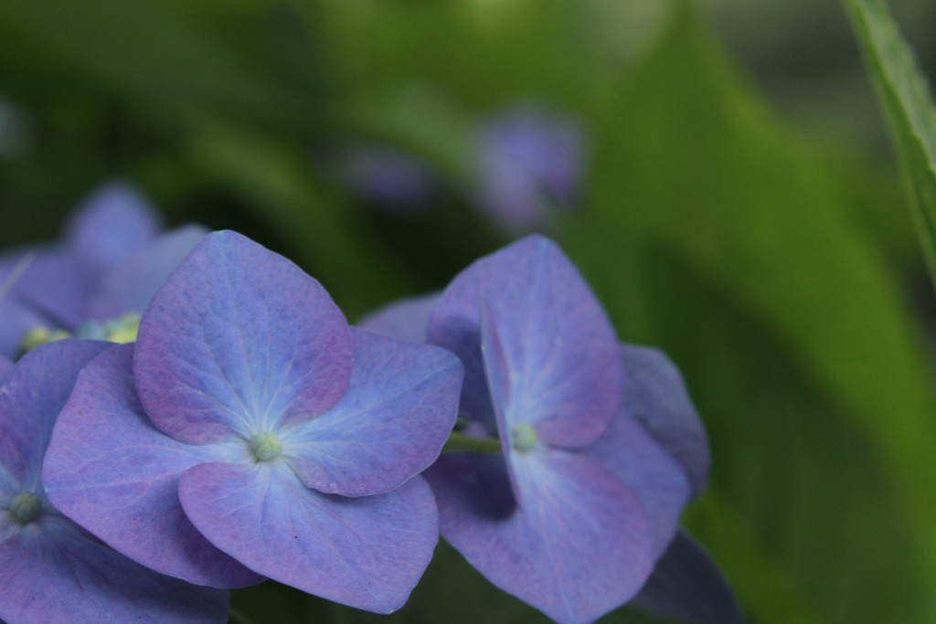 紫陽花