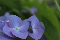 紫陽花