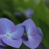 紫陽花