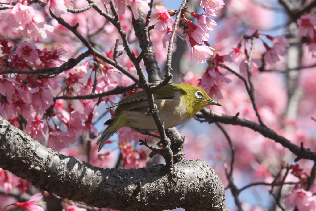 梅の花にめじろ