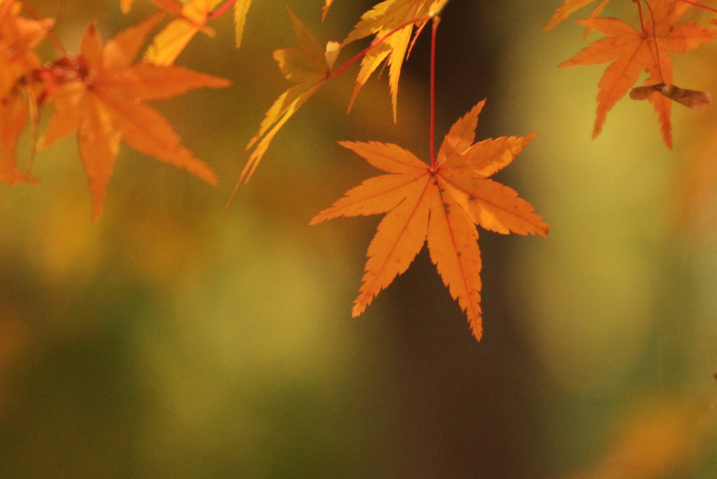 紅葉2020