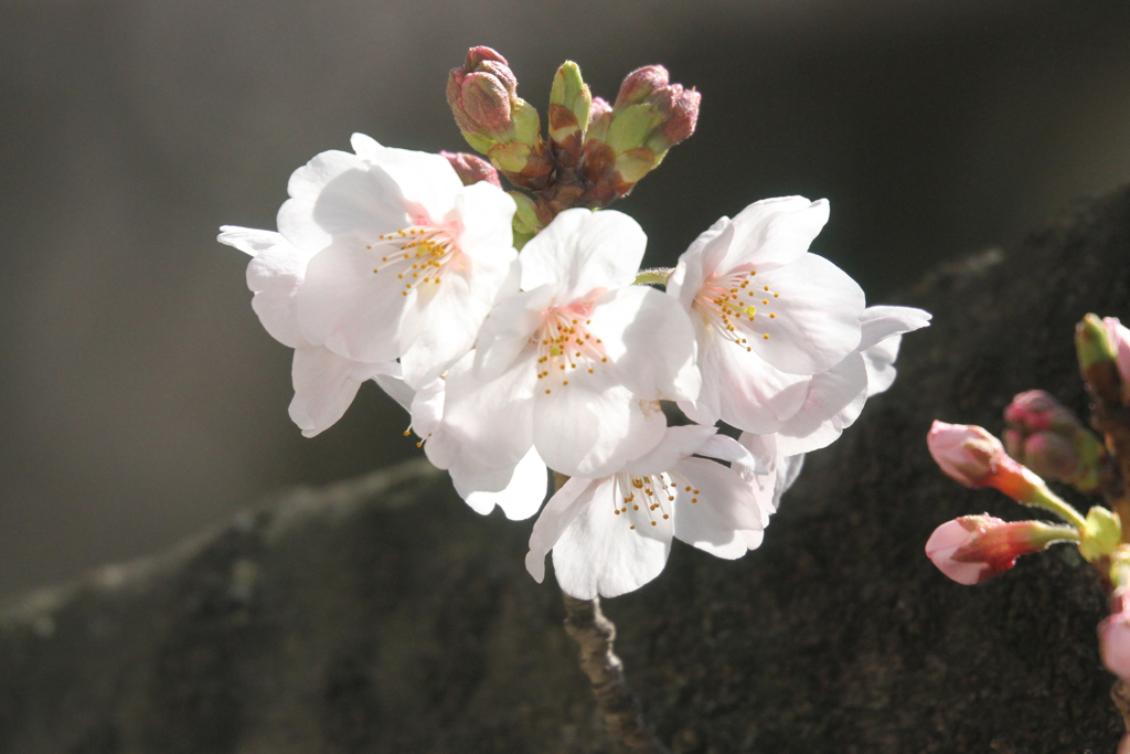 開花とつぼみ