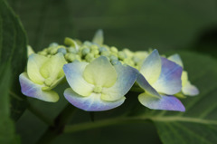 紫陽花