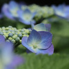 紫陽花