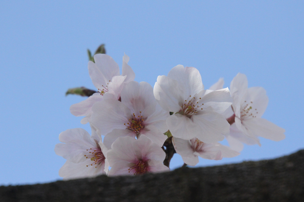 青空の桜