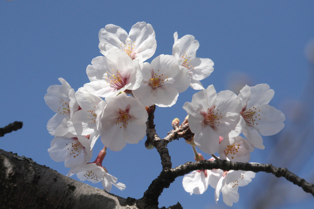 青空の桜