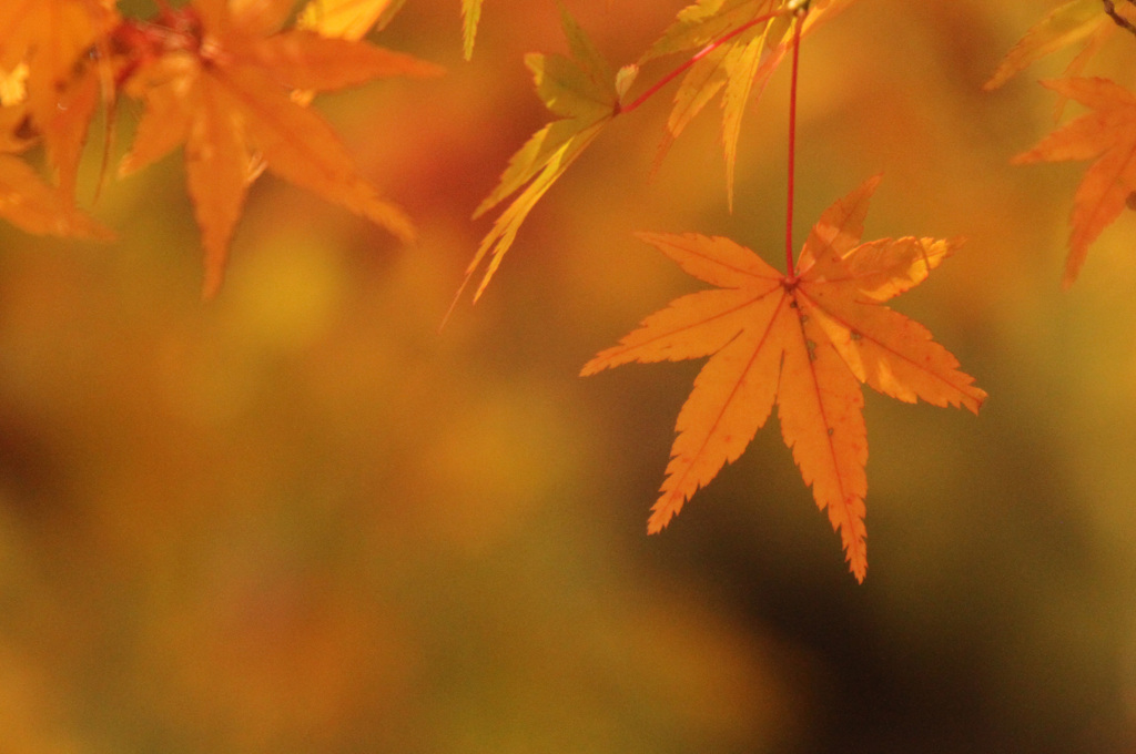 紅葉2020