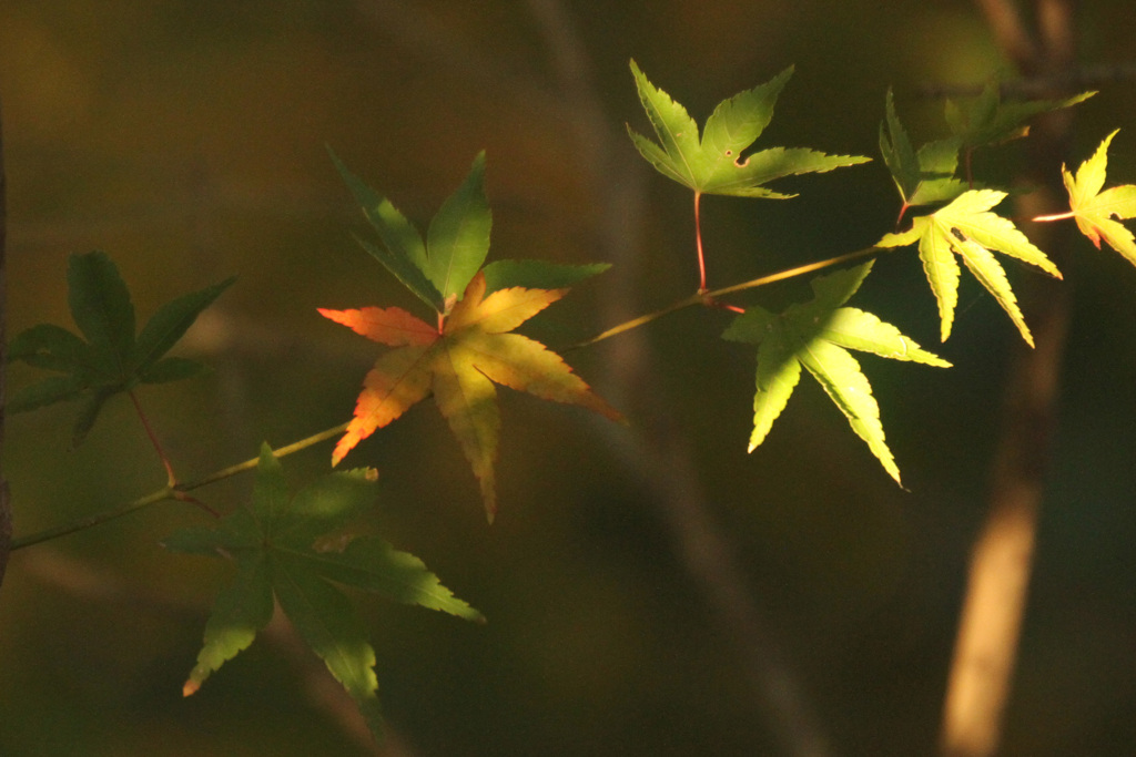 紅葉2020