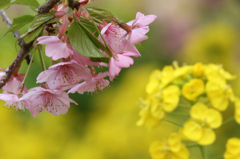 菜の花畑の桜