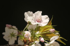 2024桜