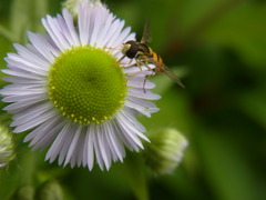 ハチとの遭遇