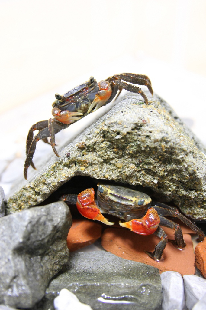 カニカニ
