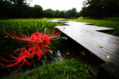 水も滴るイイお花