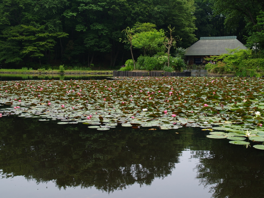 せせらぎ公園-古民家