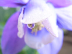 雨の雫