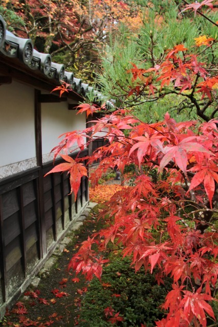 紅葉