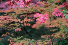 紅葉