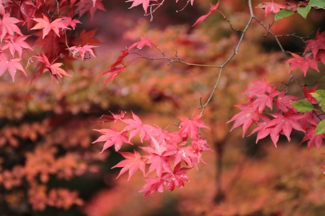 紅葉