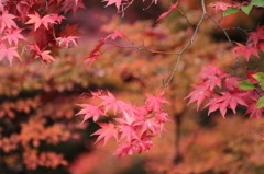 紅葉